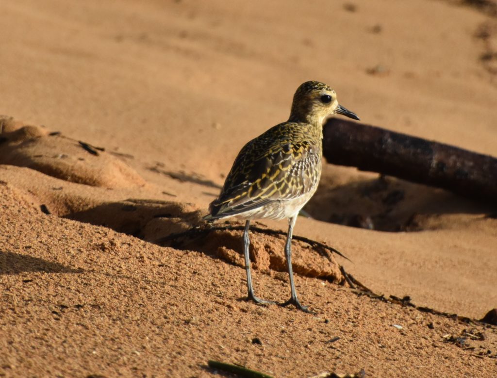 exotic-species-of-birds-in-hawaii-bird-banter