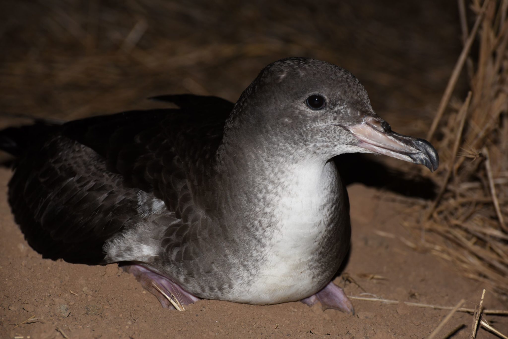 tubenoses – Bird Banter